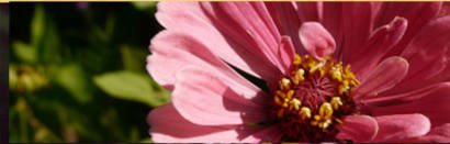 Foto Sylvia Wentzlau Webdesign